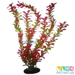 Aquarium plants - 08